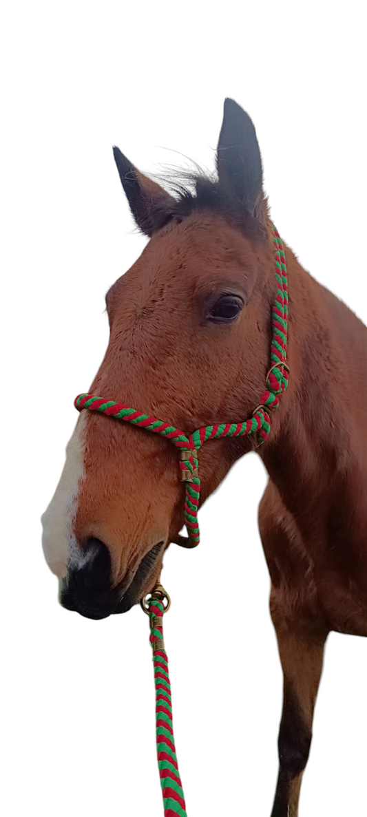 Licol + grande longe Amor For All