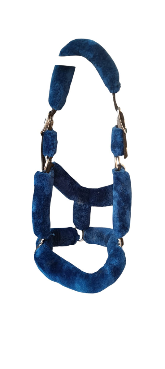 Licol Bleu F&C Amor For All